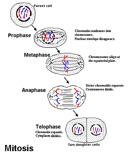 The correct sequence of stages in mitosis or m phase) is 